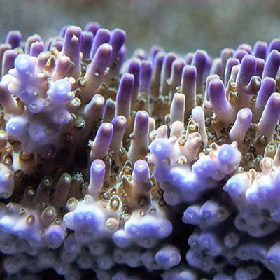 Close up of a species of coral underwater.