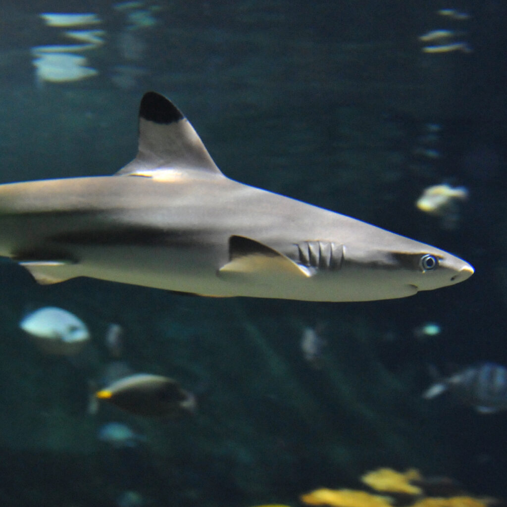 Blacktip reef shark swimming underwater.