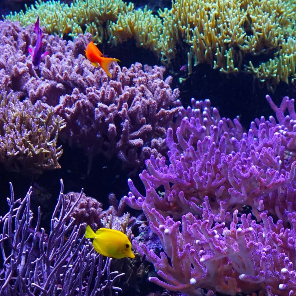 Two small fish swimming near multiple different species of coral.