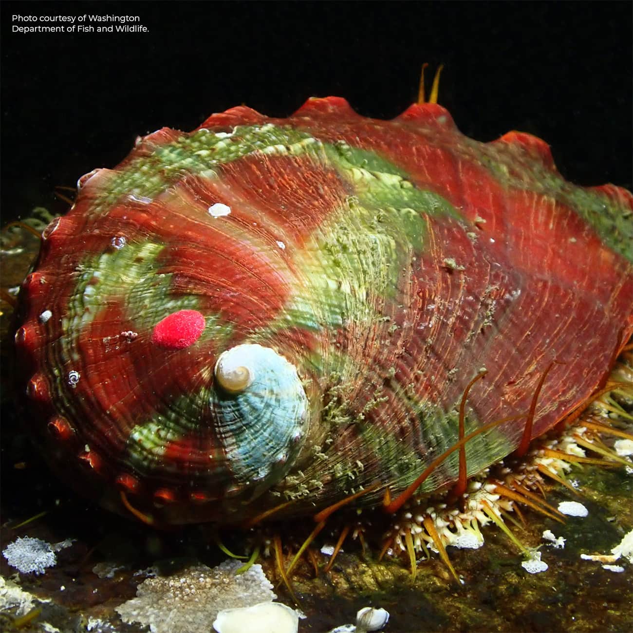 Photo of an adult pinto abalone, photo courtesy of Washington Department of Fish and Wildlife