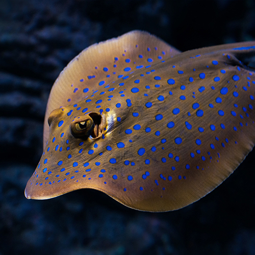 A spotted ray swimming underwater.